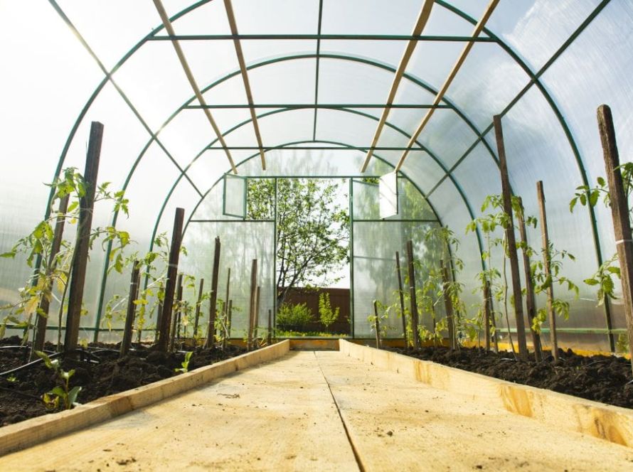 greenhouse greenhouse tomato seedlings ground greenhouse gardening 1
