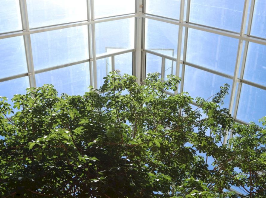 low angle shot beautiful trees inside greenhouse sun light 1