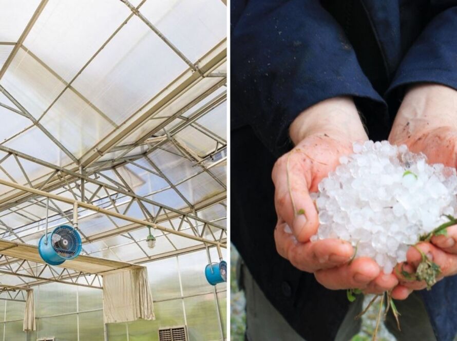 Imagine divizată: partea stângă prezintă interiorul unei sere cu ventilatoare; partea dreaptă prezintă mâini care țin în palmă bucăți de grindină și iarbă